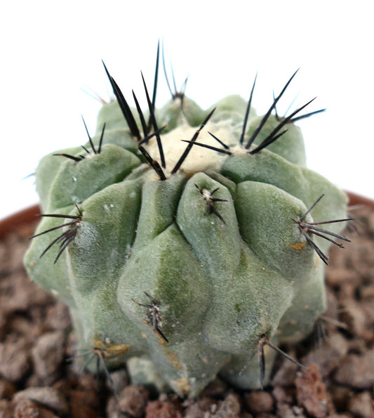 Copiapoa cinerea x hypogaea sukkulent kaktus med tykke ribber og lange svarte pigger i potte