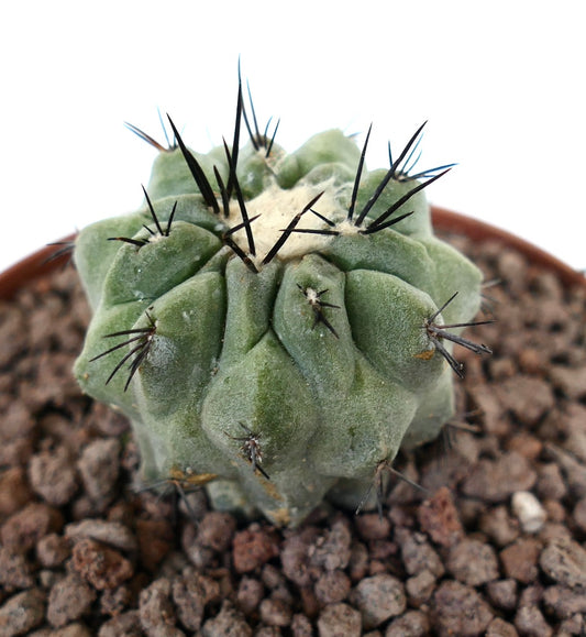 Copiapoa cinerea x hypogaea sukkulent kaktus med tykke grønne ribber og lange svarte pigger i potte