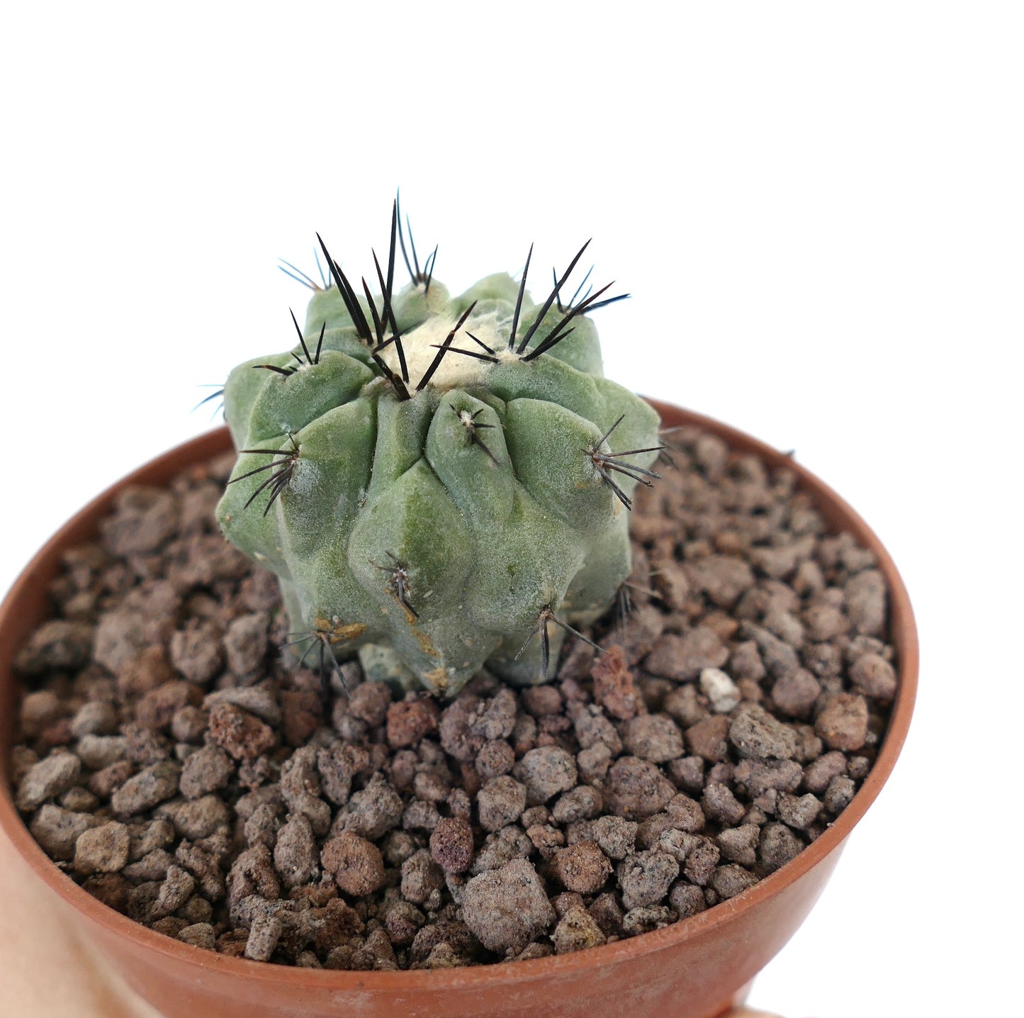 厚いリブと鋭い黒いトゲを持つポット入りのコピアポア・シネレア × ヒポガエア 多肉植物サボテン