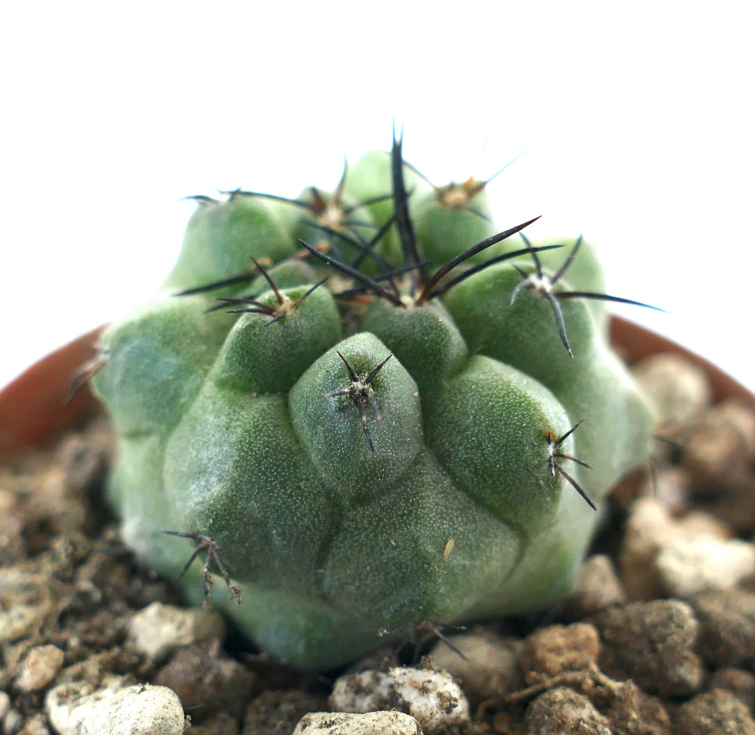 Copiapoa cinerea x hypogaea rare succulent cactus with thick green tubercles and sharp black spines
