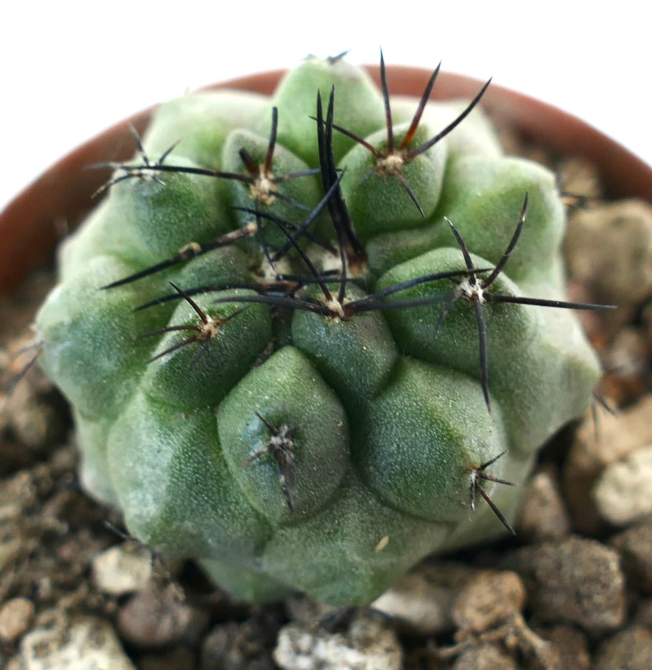 Copiapoa cinerea x hypogaea rare succulent cactus with thick green tubercles and long black spines