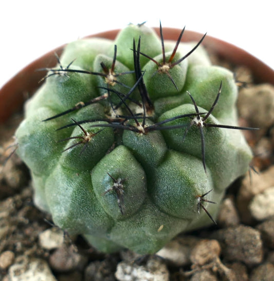 Copiapoa cinerea x hypogaea rare succulent cactus with thick green tubercles and long black spines