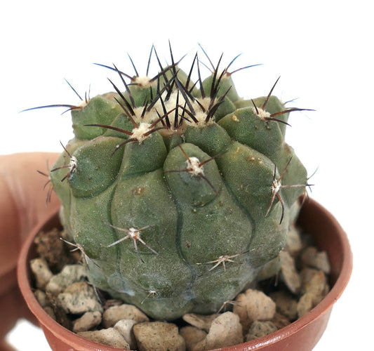Copiapoa cinerea x hypogaea x cinerea Sukkulente Kaktus mit dunklen Stacheln und rundem grünem Körper