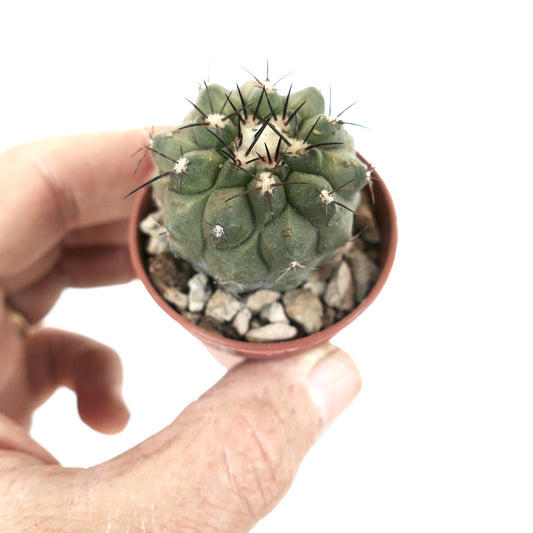 Kleiner grüner Kaktus Copiapoa cinerea x hypogaea x cinerea mit scharfen schwarzen Stacheln im Topf