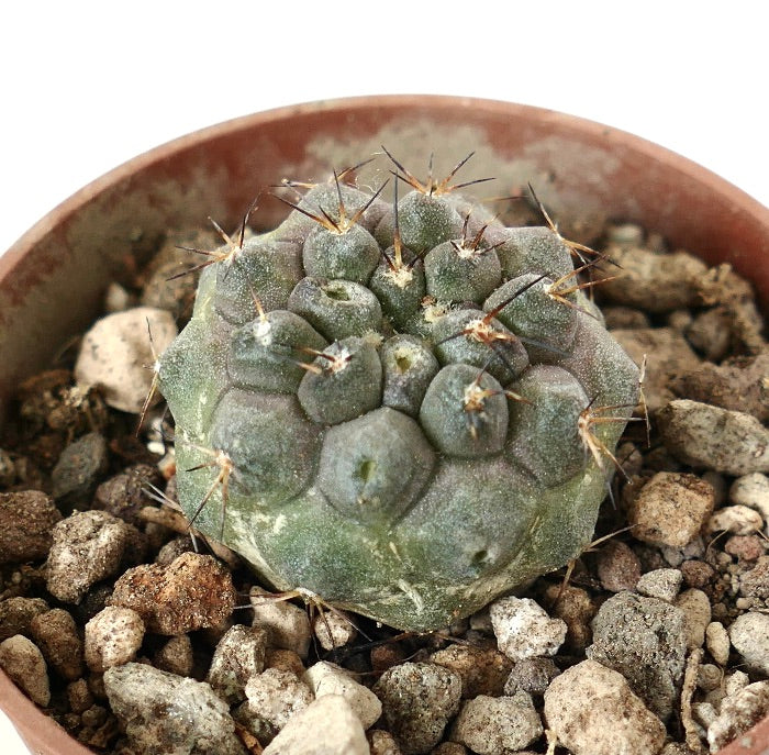 Copiapoa cinerea x seprentisulcata rare succulent cactus with rounded tubercles and sharp spines in pot