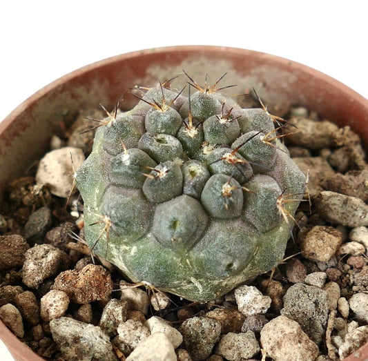 Copiapoa cinerea x seprentisulcata rare succulent cactus with rounded tubercles and sharp spines in pot