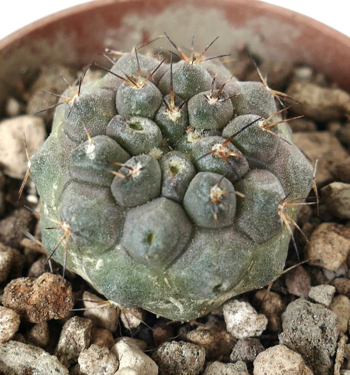 Copiapoa cinerea x seprentisulcata rare gray succulent cactus with short spines and textured body