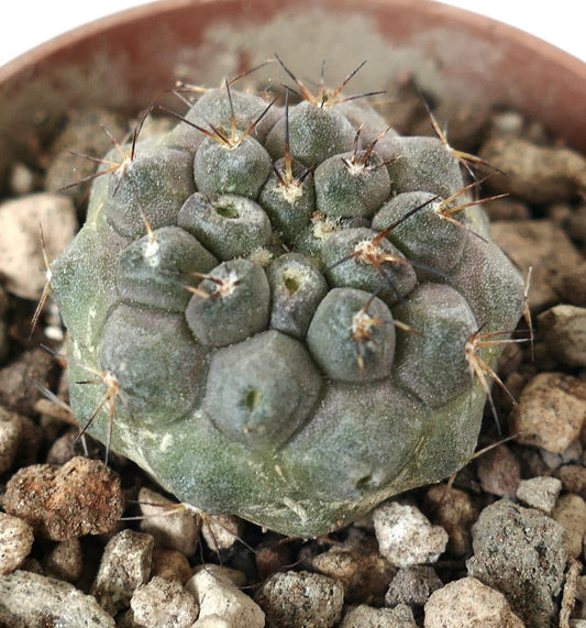 Copiapoa cinerea x seprentisulcata rare gray succulent cactus with short spines and textured body