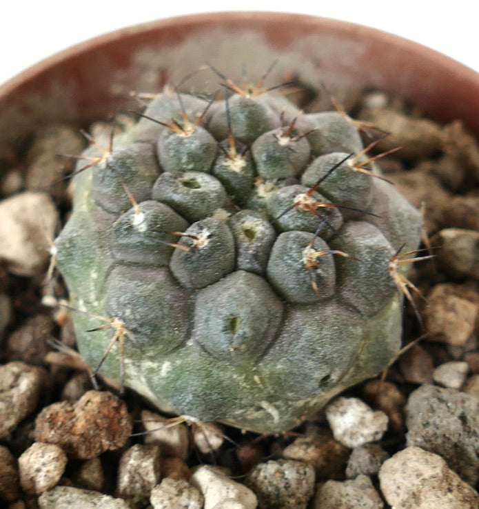 Copiapoa cinerea x seprentisulcata rare succulent cactus with grayish body and sparse spines