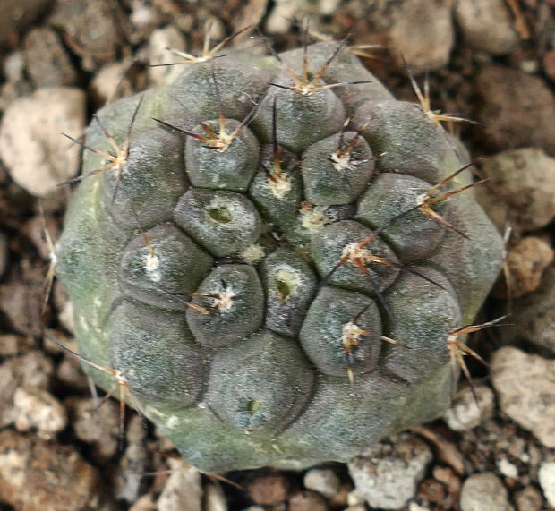 Copiapoa cinerea x seprentisulcata rare succulent cactus with gray textured body and sharp spines