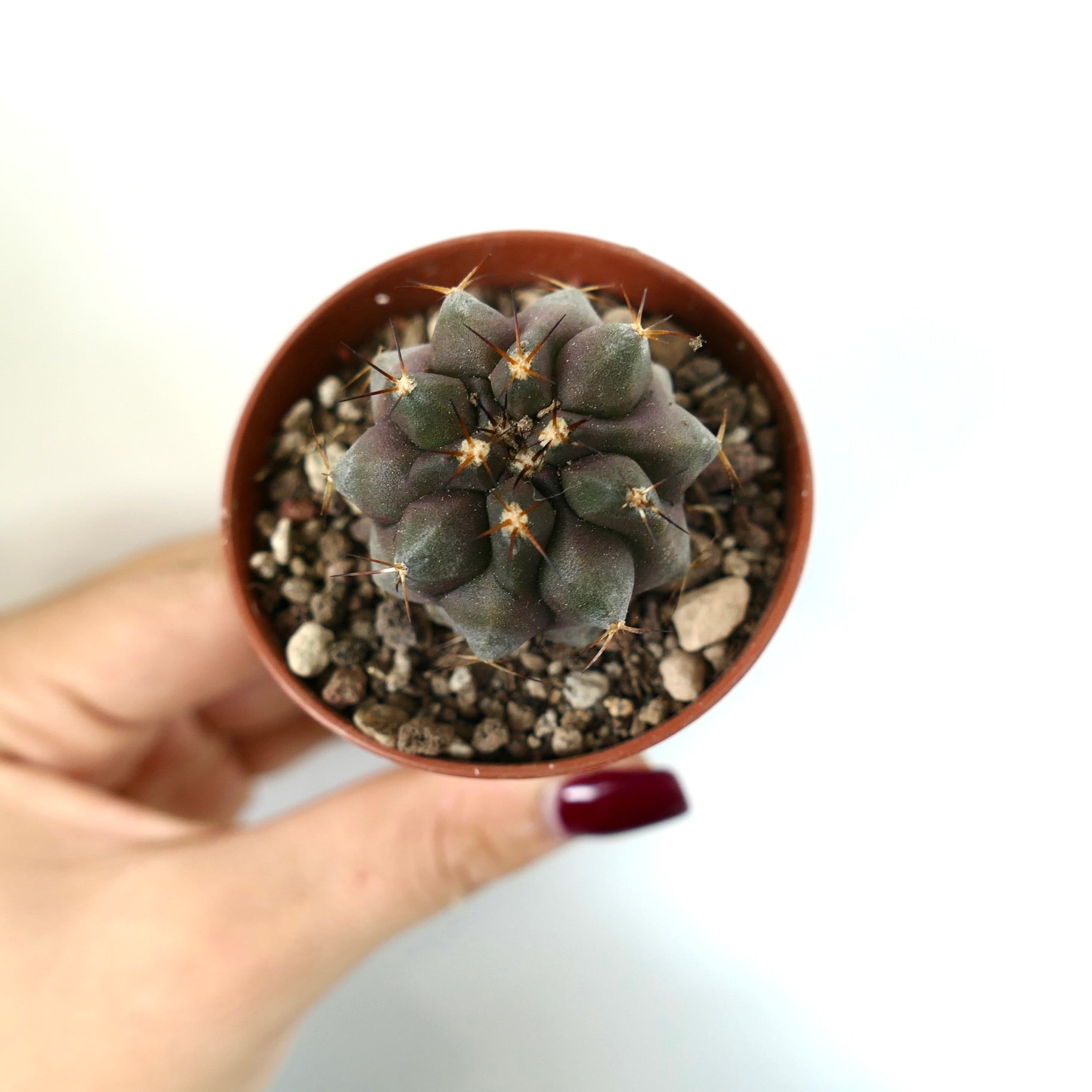 Copiapoa cinerea x serpentisulcata piccolo cactus succulento scuro con spine prominenti in vaso