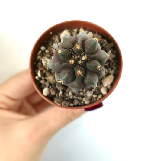 Copiapoa cinerea x serpentisulcata Sukkulente Kaktee mit dunkelgrünem Körper und spitzen Dornen im Topf