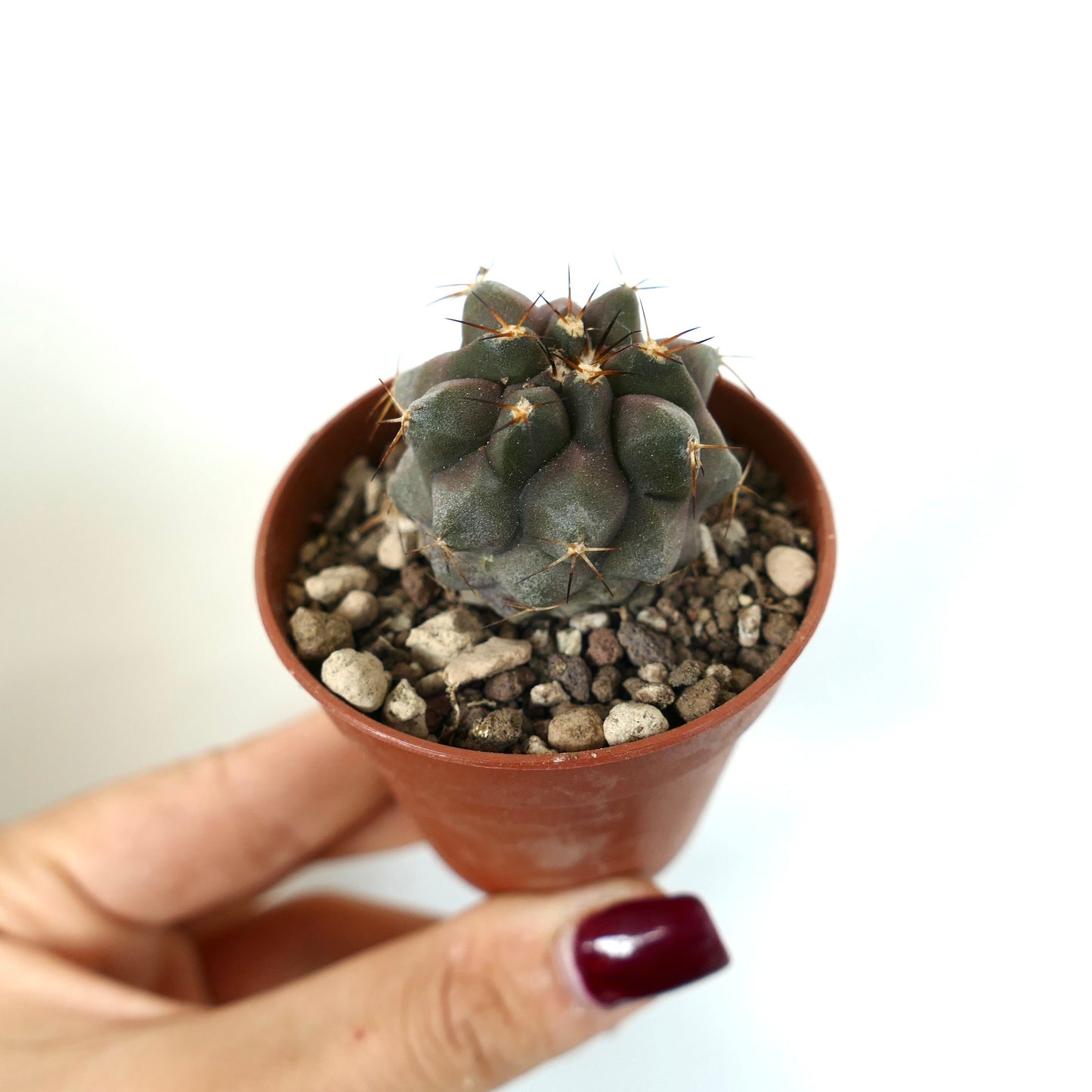 Copiapoa cinerea x serpentisulcata piccolo cactus succulento scuro con costolature pronunciate e spine appuntite in vaso