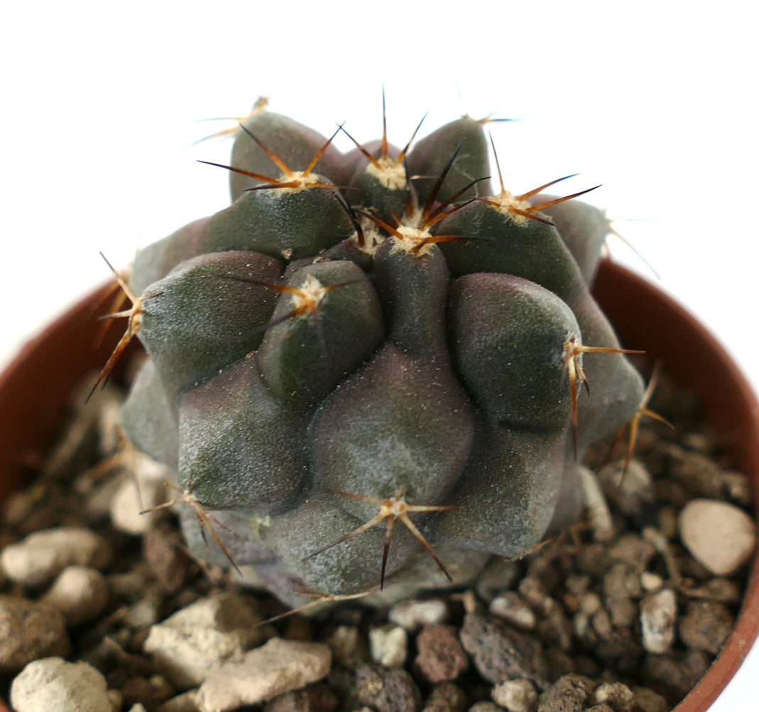 Copiapoa cinerea x serpentisulcata, cactus succulento con corpo scuro e arrotondato e spine affilate in vaso