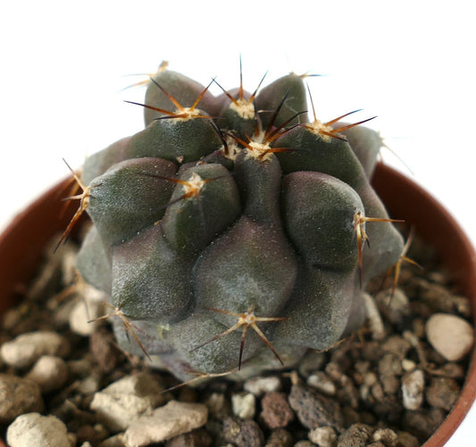 Copiapoa cinerea x serpentisulcata Sukkulente Kaktee mit dunkel gerundetem Körper und scharfen Dornen im Topf