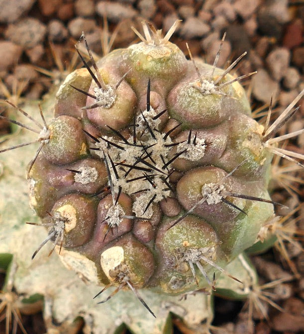Copiapoa cinerea x serpentisulcata sjelden sukkulent kaktus med tykke pigger og teksturert overflate