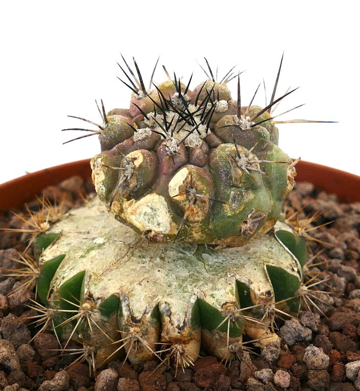 Copiapoa cinerea x serpentisulcata sjelden podet kaktus med tykk torner og teksturert grønn stilk