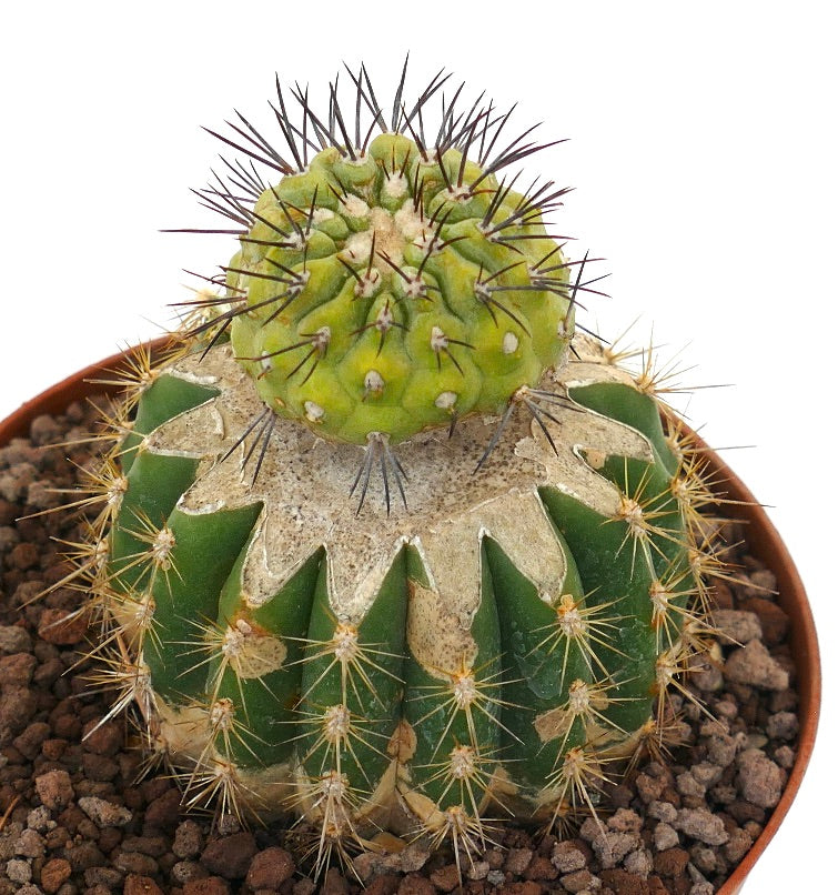Cactus innestato Copiapoa cinerea x serpentisulcata con fusti spinosi verdi e gialli dalla texture particolare
