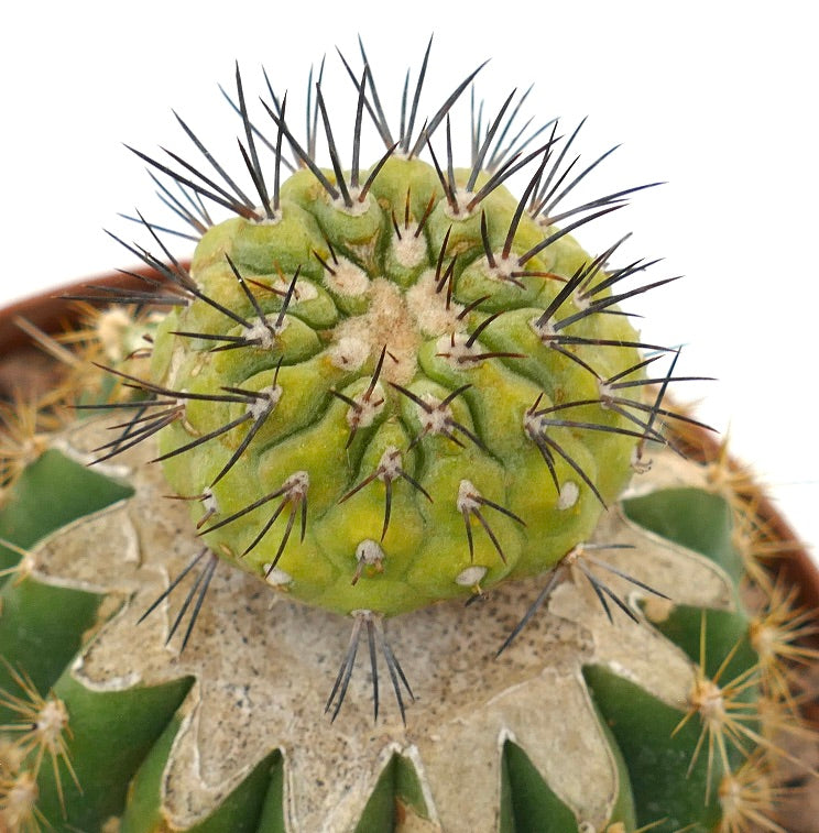Copiapoa cinerea x serpentisulcata raro cactus succulento innestato con spine scure prominenti