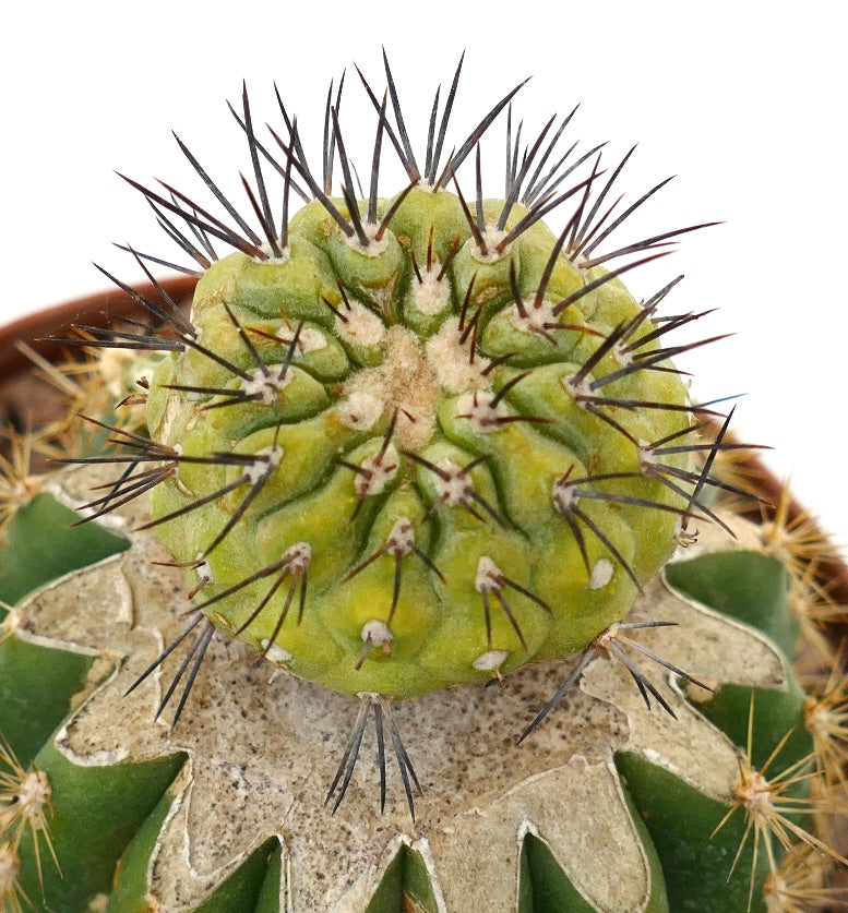 Copiapoa cinerea x serpentisulcata, raro cactus succulento innestato con spine scure prominenti