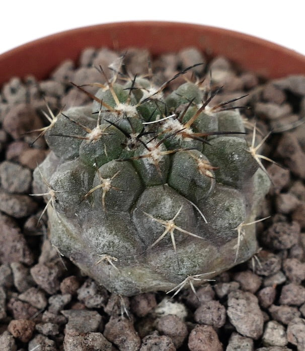Copiapoa cinerea x serpentisulcata seltener Sukkulenten-Kaktus mit grauem Körper und goldenen Stacheln im Topf