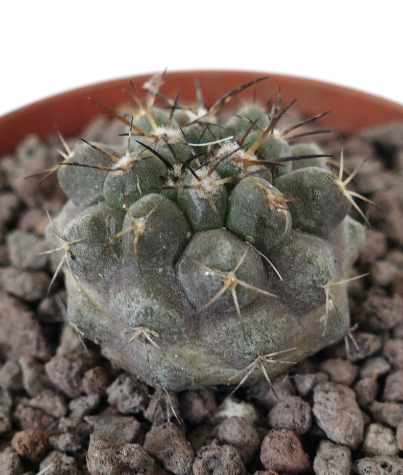 Copiapoa cinerea x serpentisulcata Sukkulente Kaktus mit grauem Körper und scharfen goldenen Stacheln im Topf
