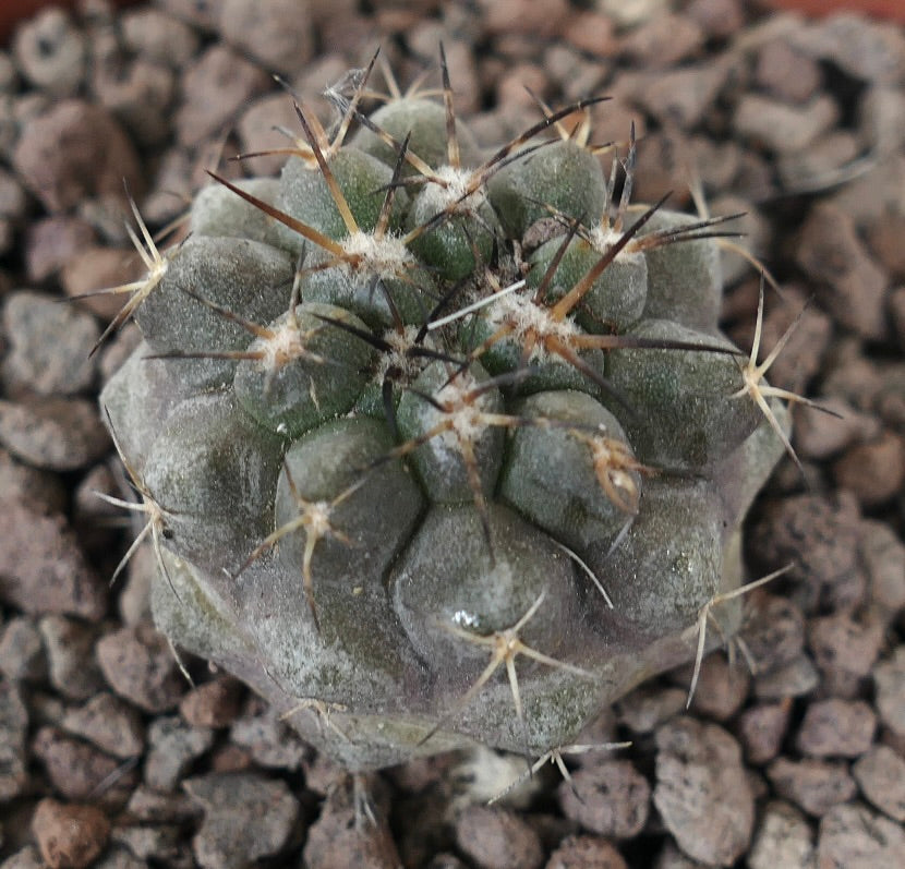 Copiapoa cinerea x serpentisulcata Sukkulente Kaktee mit grauem Körper und goldenen Dornen auf felsigem Boden