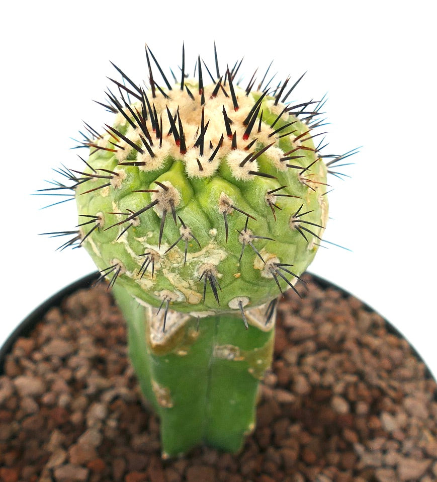 Copiapoa cinerea x serpentisulcata sjelden podet kaktus med tette svarte torner og grønn teksturert stengel