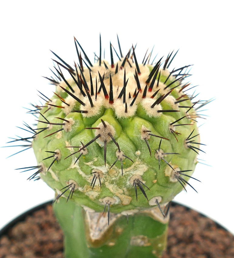 Copiapoa cinerea x serpentisulcata grønn kaktus med tette svarte pigger og ullaktige areoler