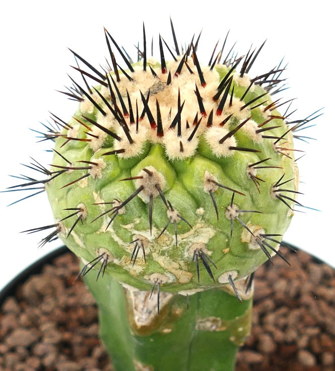 Copiapoa cinerea x serpentisulcata sjelden podet kaktus med tette svarte pigger og grønn teksturert stengel