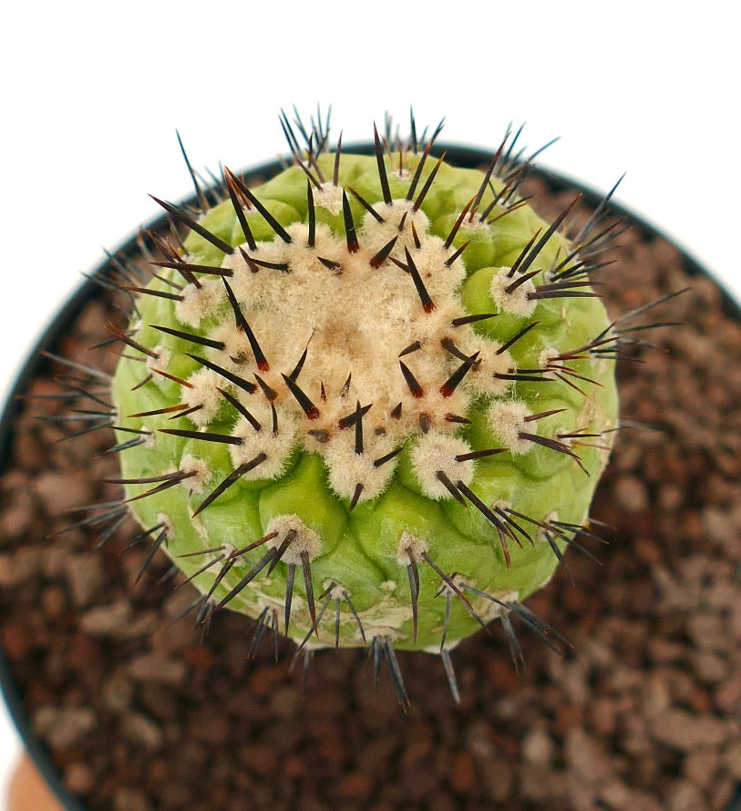 Copiapoa cinerea x serpentisulcata grønn kaktus med tett hvitt ull og skarpe mørke pigger