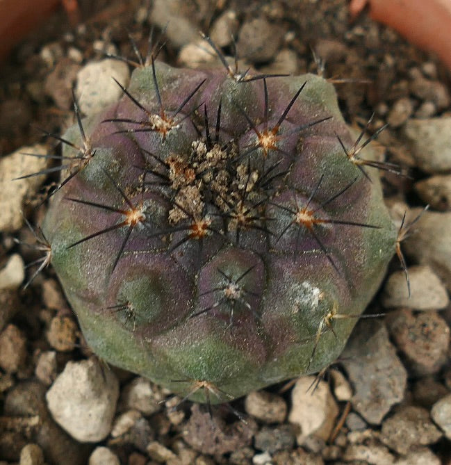 Copiapoa cinerea x serpentisulcata succulent cactus with purple-green body and long black spines