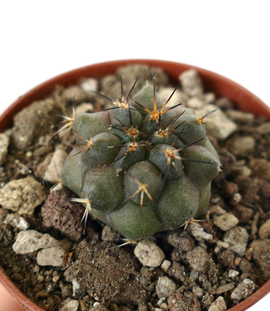 Kleiner grüner Kaktus Copiapoa serpentisulcata mit markanten dunklen Stacheln in felsigem Boden