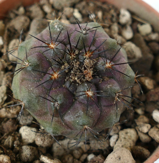 Copiapoa cinerea x serpentisulcata small purple-green cactus with long black spines in rocky soil