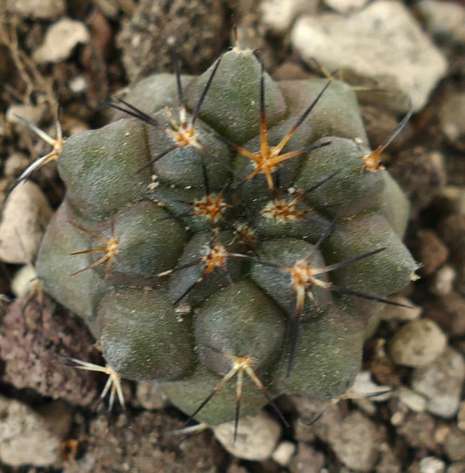 Copiapoa serpentisulcata piccolo cactus succulento con spine scure e tubercoli arrotondati