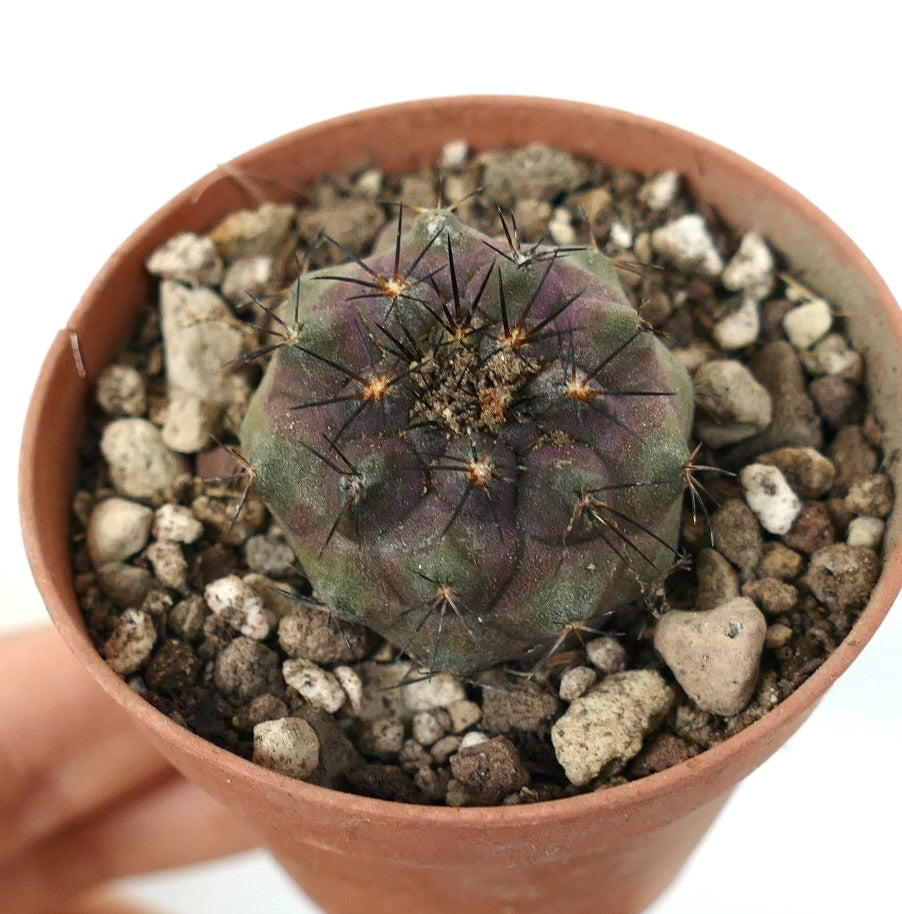 Copiapoa cinerea x serpentisulcata rare small cactus with dark spines and purple-green body in pot