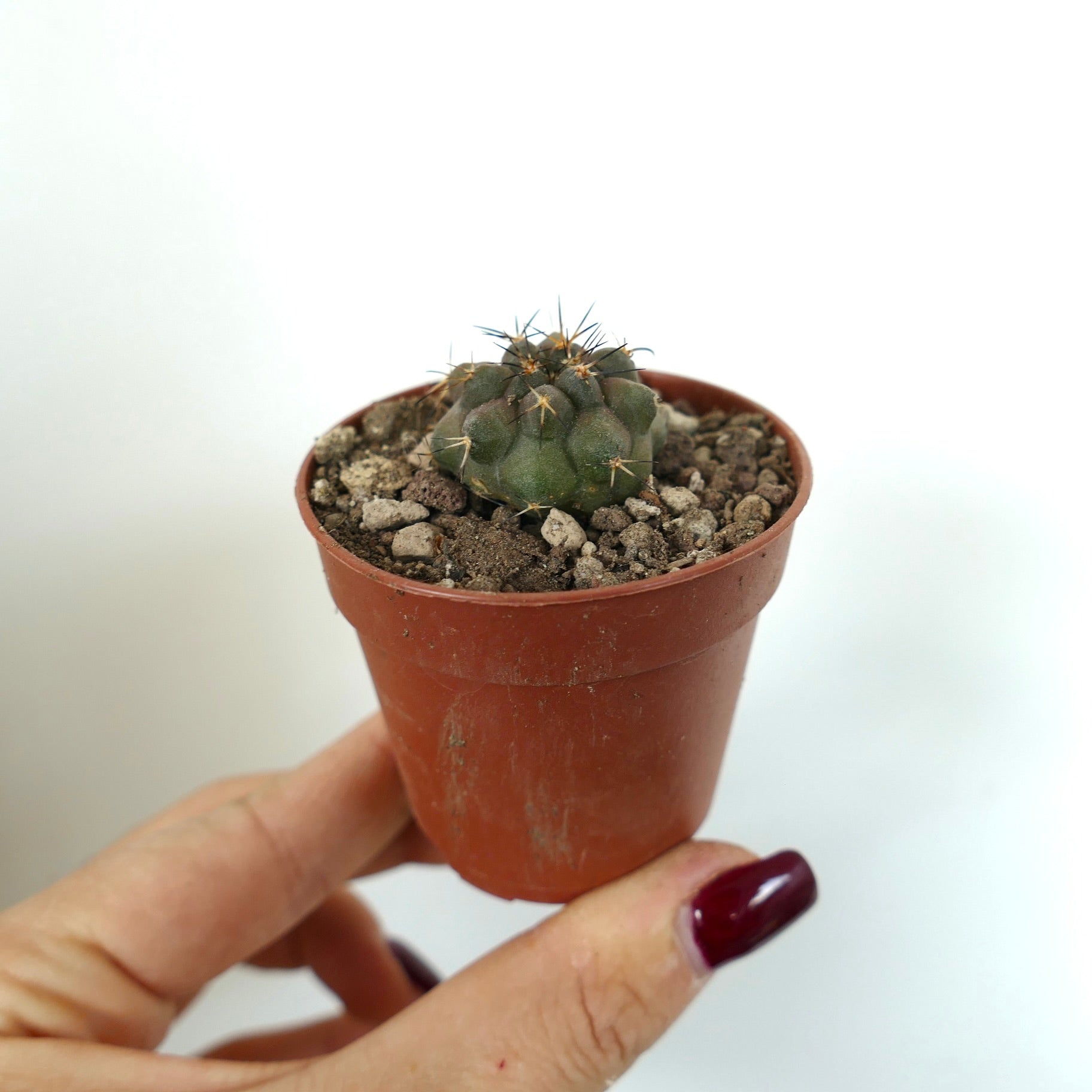 Piccolo esemplare di cactus verde Copiapoa serpentisulcata con spine corte in vaso marrone