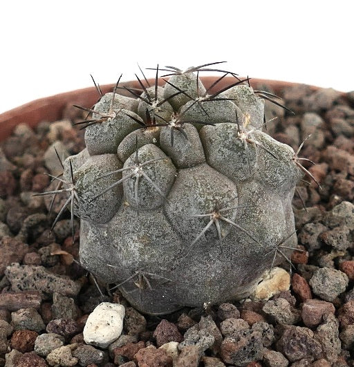 โคปิอาโพอา ซิเนเรอา เหมือกระบองเพชรสีเทาที่มีตุ่มหนาและหนามยาวสีเข้มในดินหิน