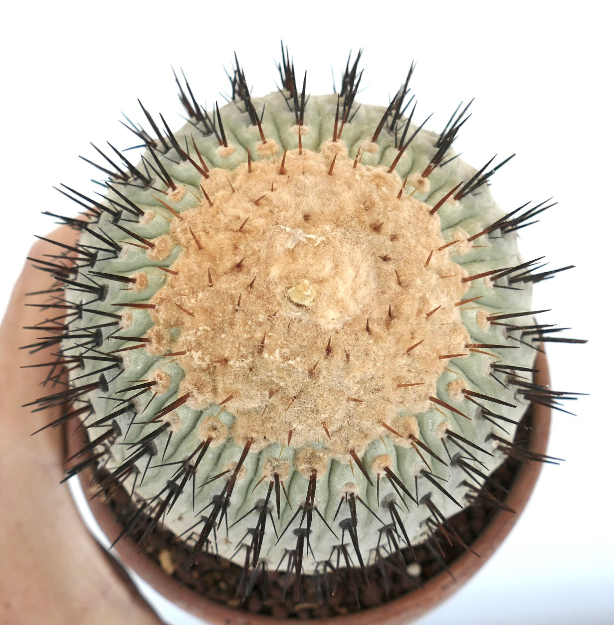 Copiapoa columna-alba