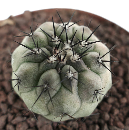 Copiapoa columna-alba