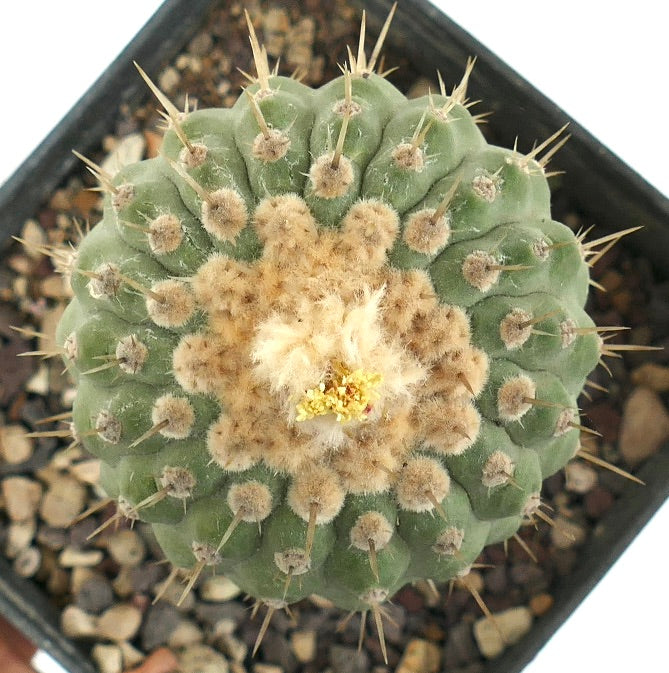 Copiapoa columna-alba