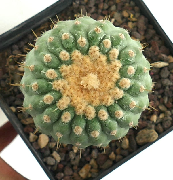 Copiapoa columna-alba