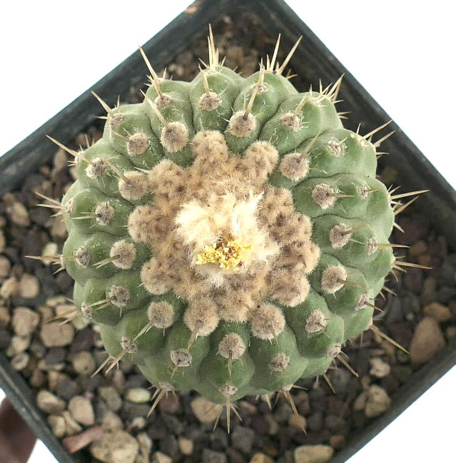 Copiapoa columna-alba