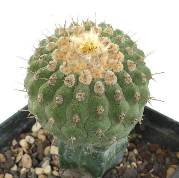 Copiapoa columna-alba