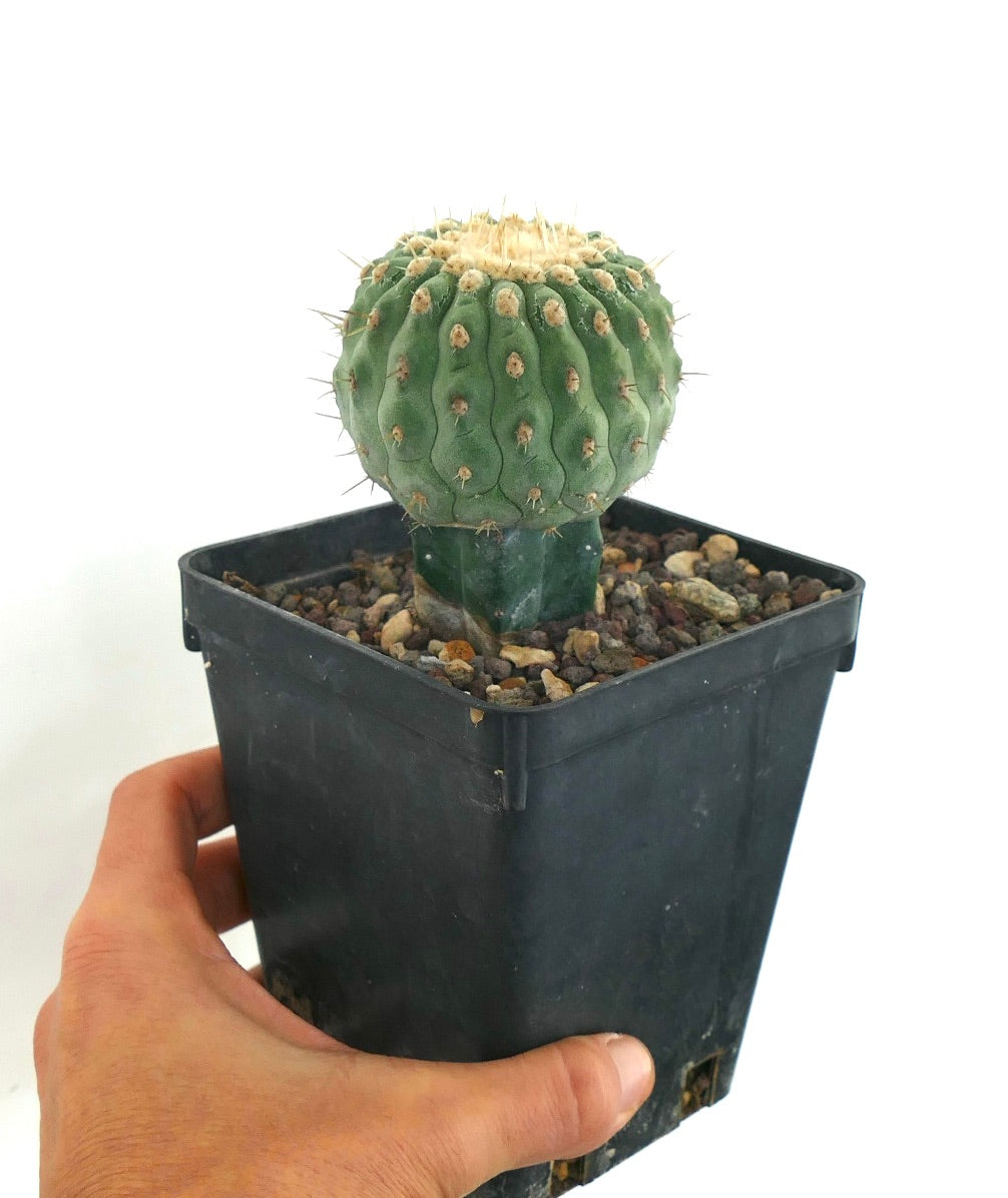 Copiapoa columna-alba