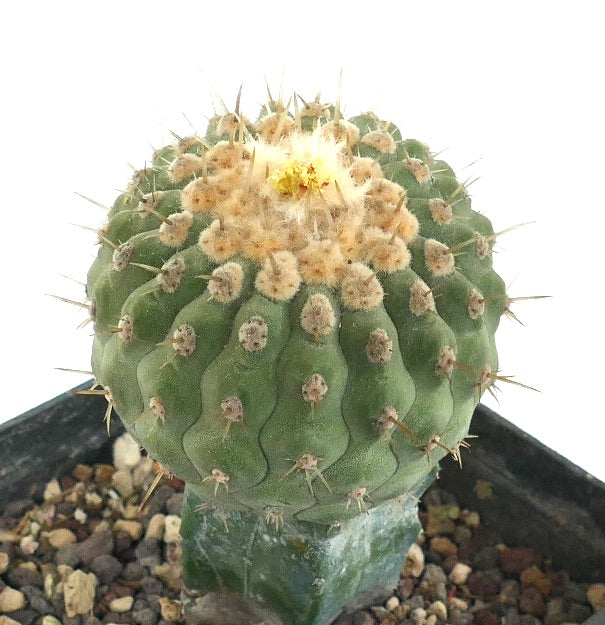 Copiapoa columna-alba