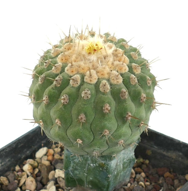 Copiapoa columna-alba