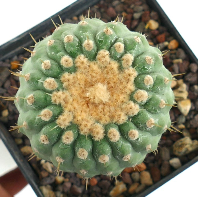 Copiapoa columna-alba