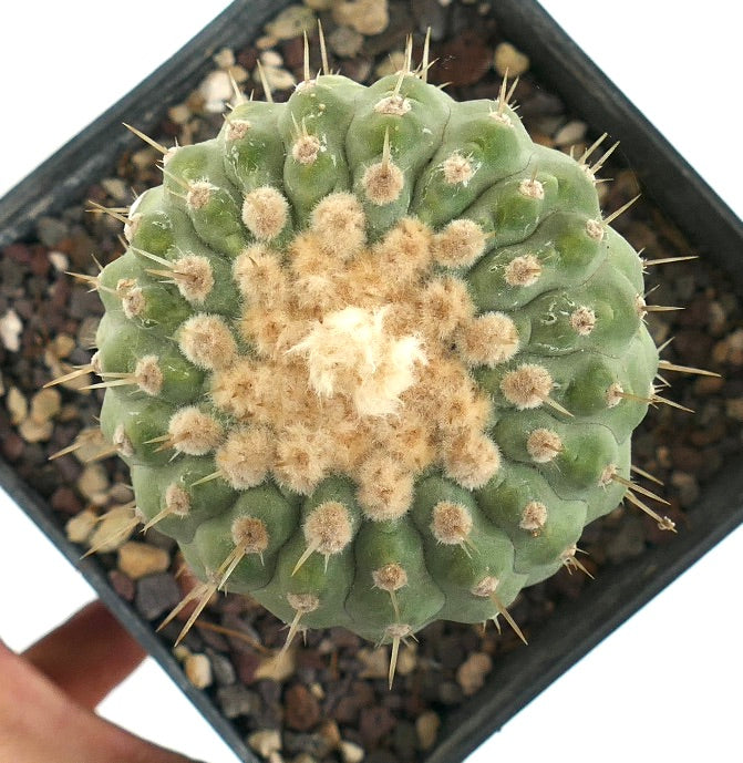 Copiapoa columna-alba