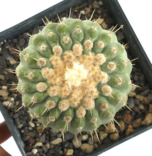 Copiapoa columna-alba